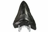 Bargain, Fossil Megalodon Tooth - Georgia #151559-1